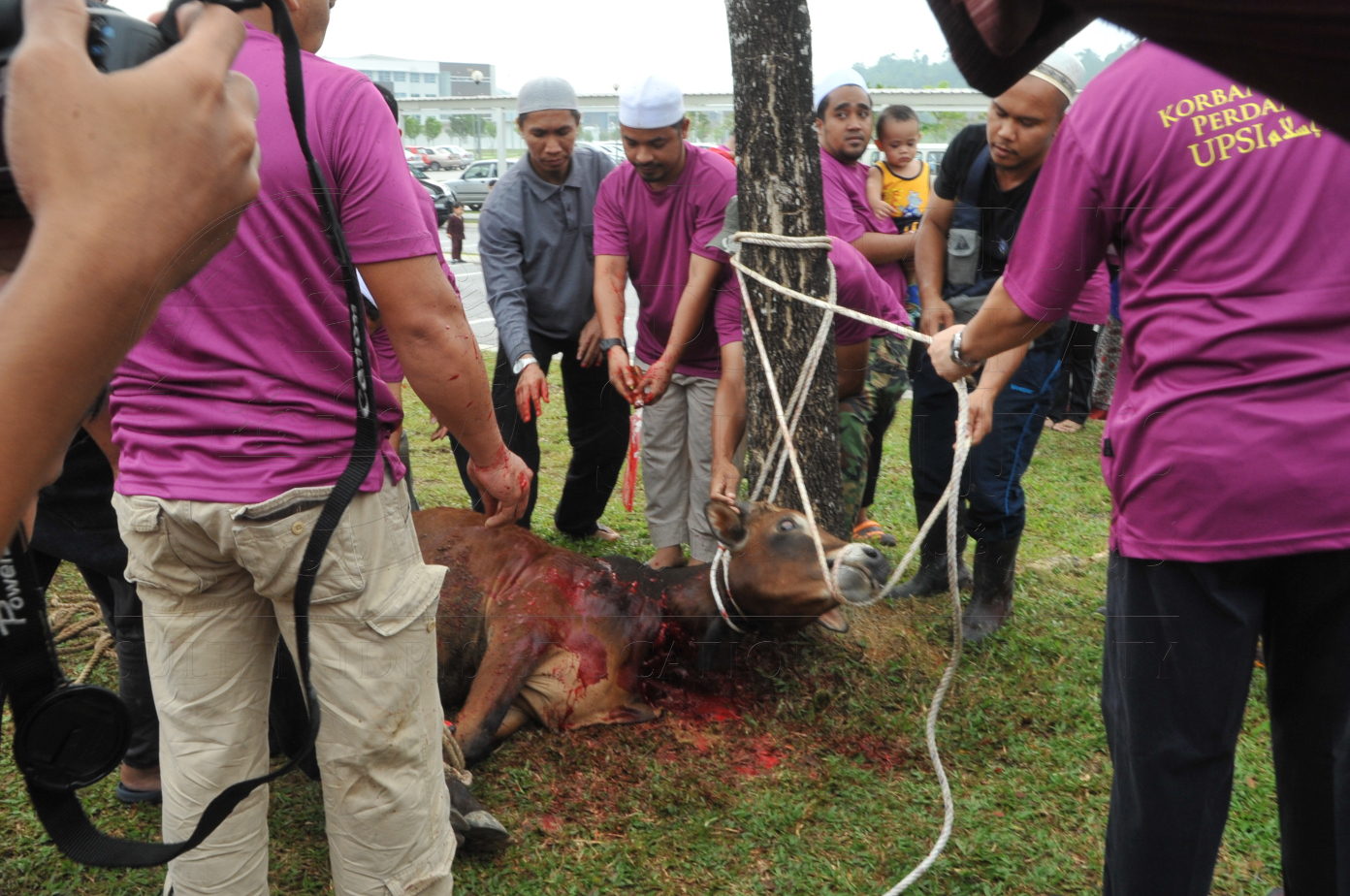 PRO15 150 KORBAN HAS 6794